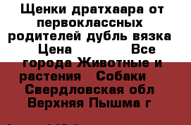 Щенки дратхаара от первоклассных  родителей(дубль вязка) › Цена ­ 22 000 - Все города Животные и растения » Собаки   . Свердловская обл.,Верхняя Пышма г.